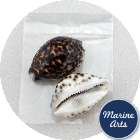 Craft Pack - Tiger Cowrie Shells